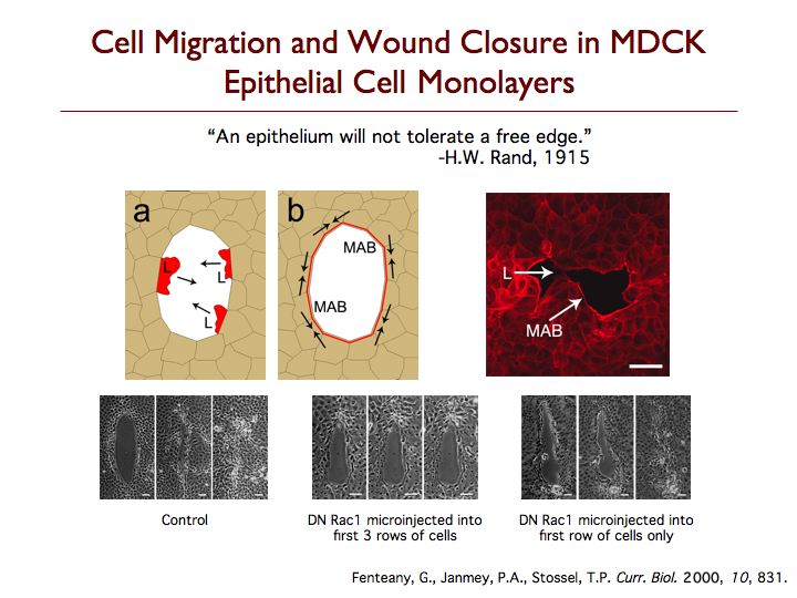 Epithelial Wound Closure