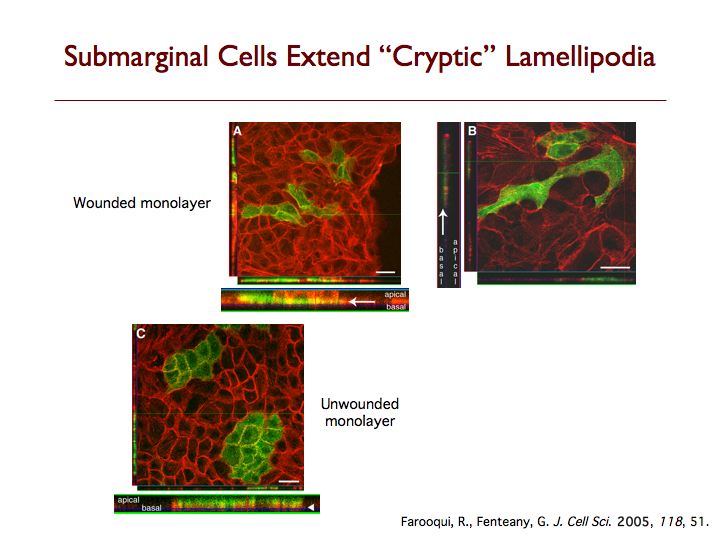 Cryptic Lamellipodia