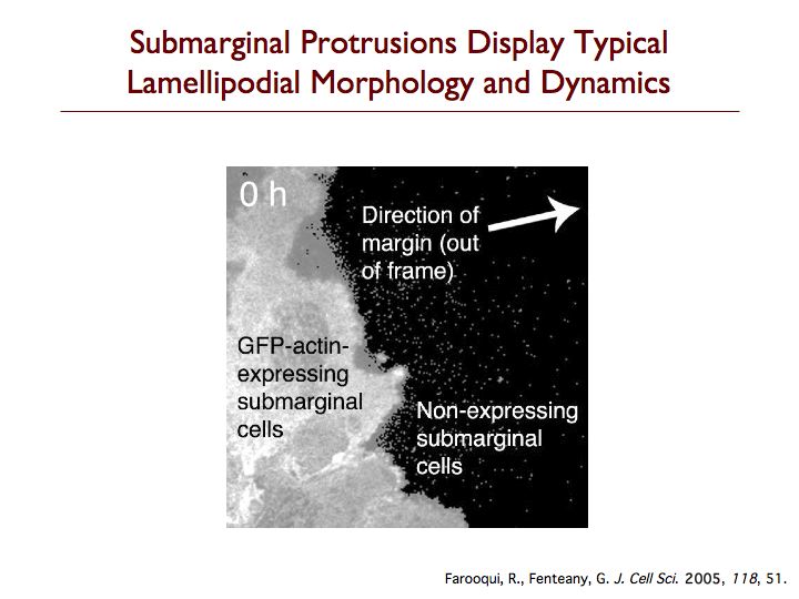 Cryptic Lamellipodia Movie