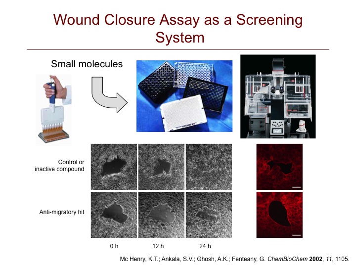 Screening for Cell Migration Modulators