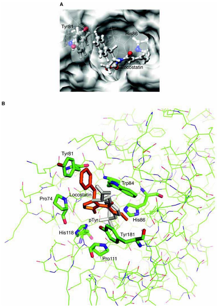 Locostatin Binding Site