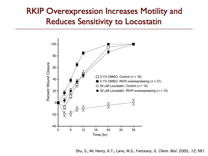 Wound Closure in RKIP-Overexpressing Cell Sheets +/- Locostatin