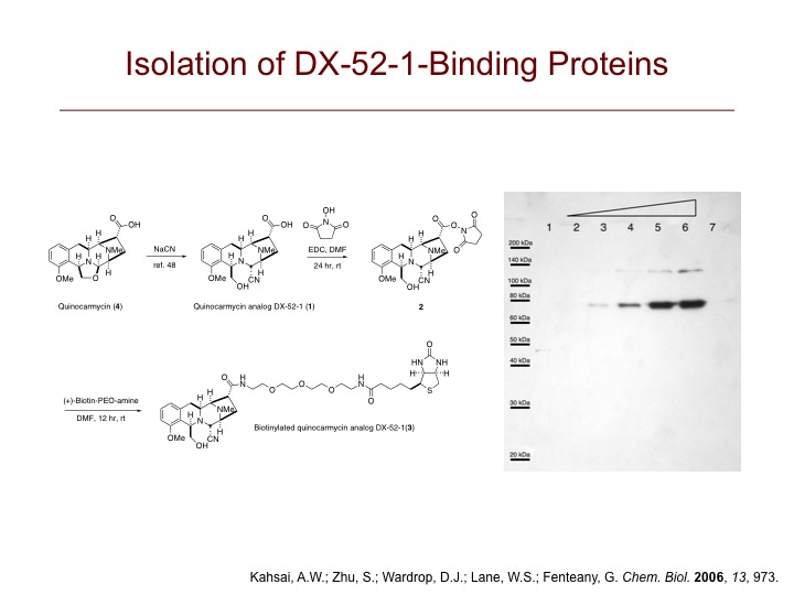 DX-52-1-Binding Proteins