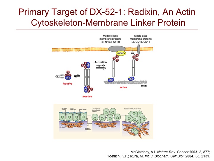 Radixin Functions