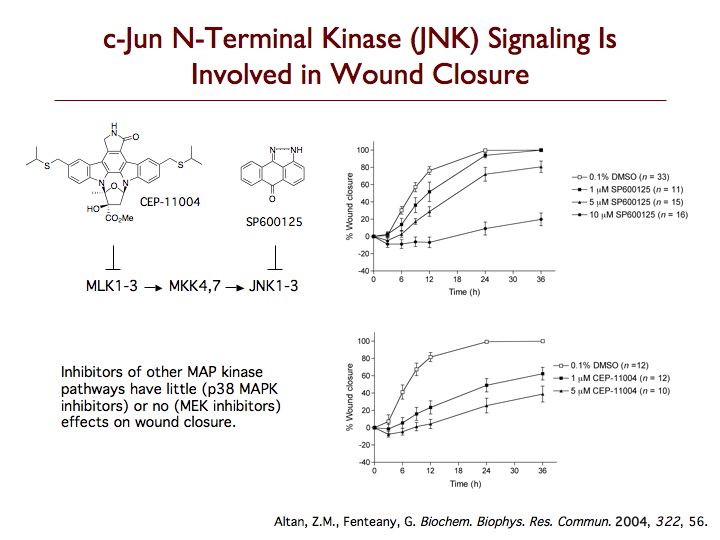JNK & Wound Closure