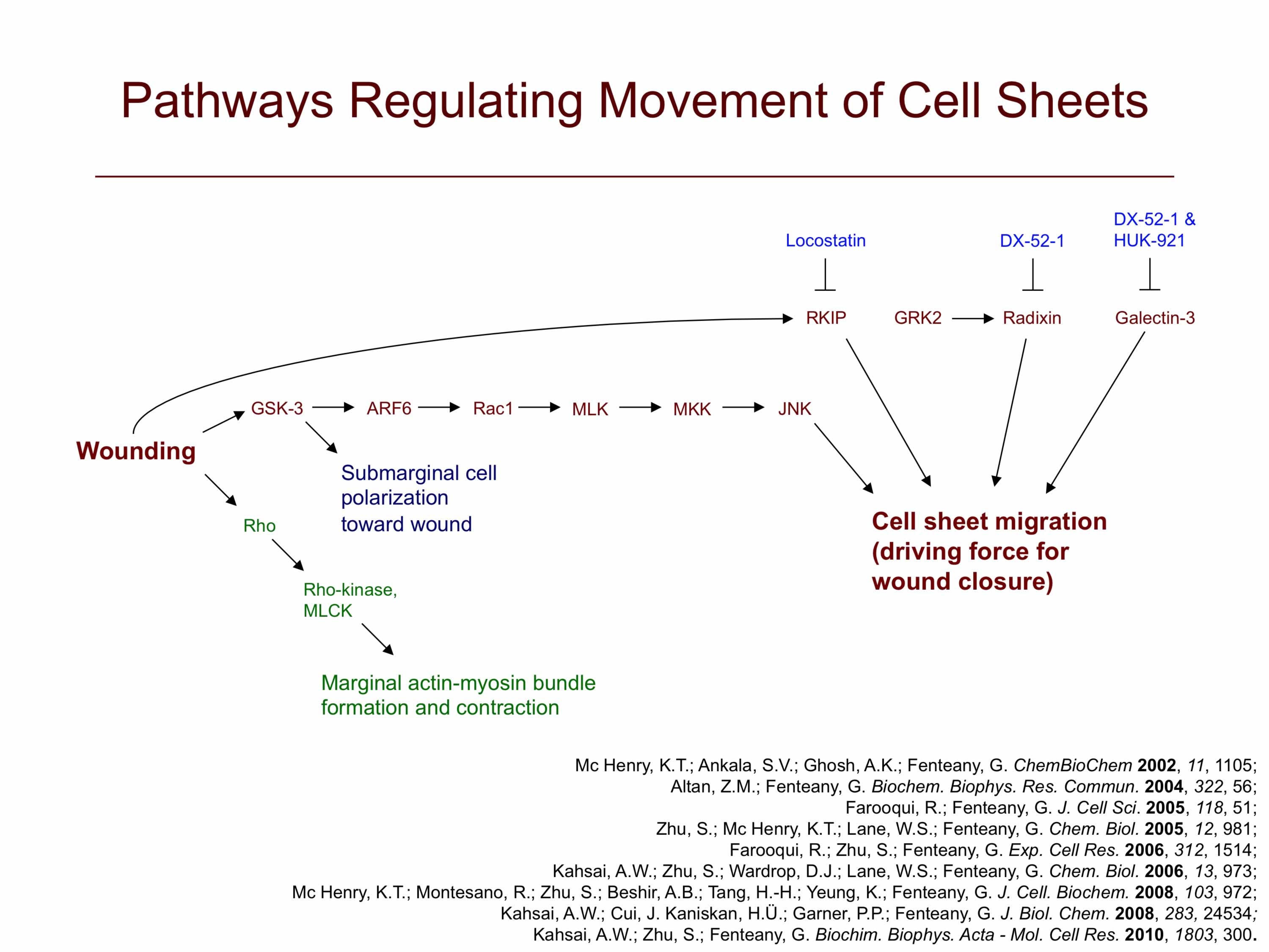 Signaling to Cell Sheet Migration and Wound Closure